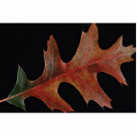 Amazing Black oak leaf Cut Outs