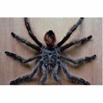 Amazing black tarantula spider acrylic cut out by inspirelove