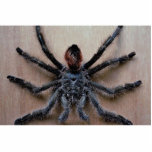 Amazing black tarantula spider photo sculptures