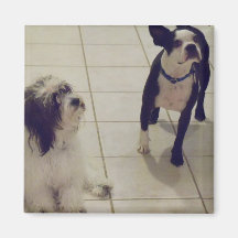 Amazing Maltipoo and Beatiful Boston Magnet