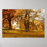 Amazing old oak trees in Scotland Print