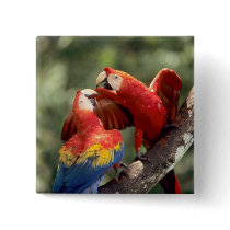 Amazon, Brazil. Pair of Scarlet Macaws (Ara