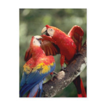 Amazon, Brazil. Pair of Scarlet Macaws (Ara