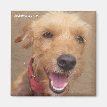 Amazon Humane Society Magnet: Precious Dog Series-