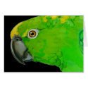 Amazon Parrot Card