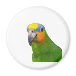 Amazon Parrot magnets