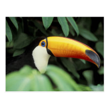 Amazon Rain Forest. Postcards