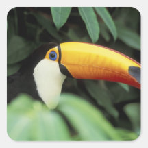 Amazon Rain Forest. Square Sticker