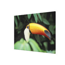 Amazon Rain Forest. Stretched Canvas Print