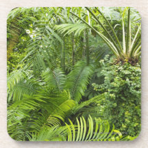 Amazon Rainforest, Amazonia, Brazil 2 Coasters