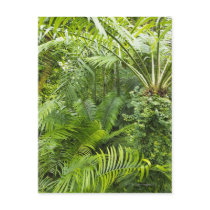 Amazon Rainforest, Amazonia, Brazil 2 Postcards