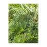 Amazon Rainforest, Amazonia, Brazil 2 Postcards