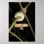 Amazon Tree Boa - Corallus hortulanus Posters