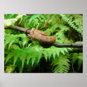 Amazon Tree Boa posters
