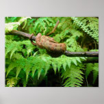 Amazon Tree Boa