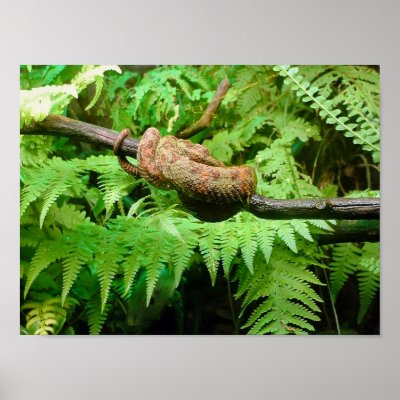 Amazon Tree Boa by almedic104