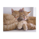 Amber & Topez Postcard