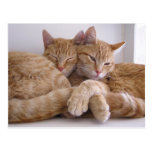 Amber & Topez Postcard