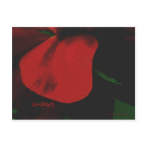 Ambience Post Cards