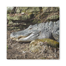 American Alligator Refrigerator Magnet