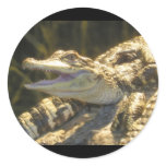 American Alligator Mouth Open Round Sticker