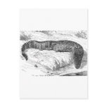 American Alligator Post Card