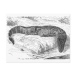 American Alligator Postcard