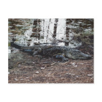 American Alligator Postcard
