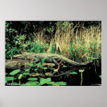 American Alligator
