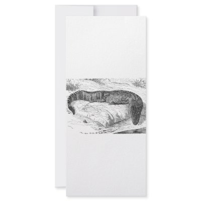 American Alligator Custom Rack Card by biologybase