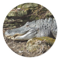 American Alligator Round Sticker