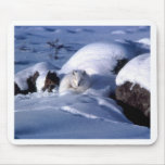 American Arctic Fox Mousepads
