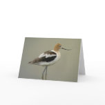 American Avocet Card