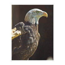 American Bald Eagle
