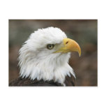 American Bald Eagle 2