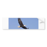 American Bald Eagle Bumper Sticker
