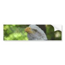 American Bald Eagle Bumper Sticker