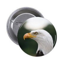 American Bald Eagle Button