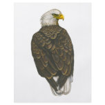 American Bald Eagle Full Color Flyer