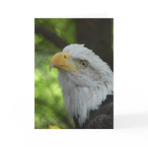 American Bald Eagle Greeting Card