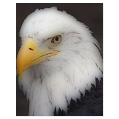 'American Bald Eagle in Portrait' Flyer by nativeamericana