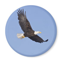 American Bald Eagle Refrigerator Magnet