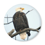 American Bald Eagle Magnet