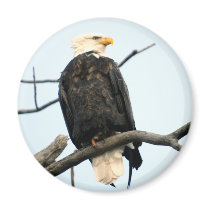 American Bald Eagle Magnet