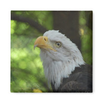 American Bald Eagle Magnet
