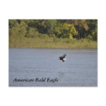 American Bald Eagle ~ Minnesota Post Card