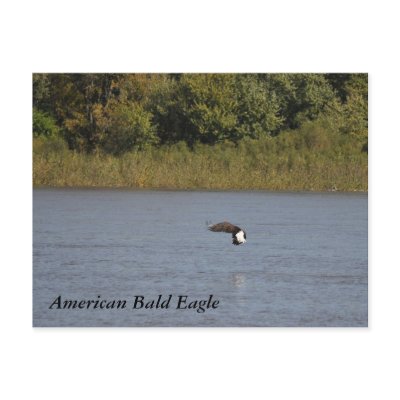 American Bald Eagle ~ Minnesota Post Cards by Janz_Art
