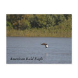 American Bald Eagle ~ Minnesota postcards