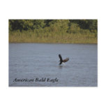 American Bald Eagle ~ Minnesota Postcard