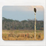 American Bald Eagle mousepads